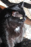 Pandy