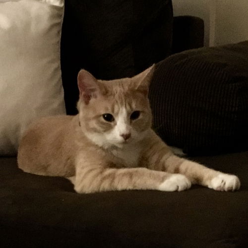 Wolfgang