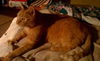 Old Rascal