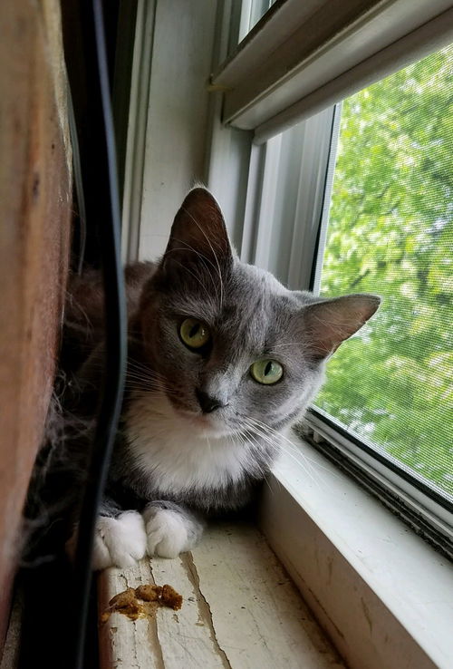 Katniss