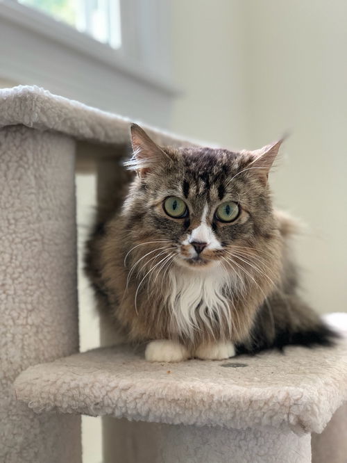 Calypso