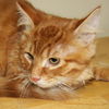 Hobbes