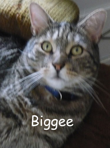 Big Guy