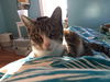 Lacie