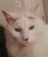 Lumi