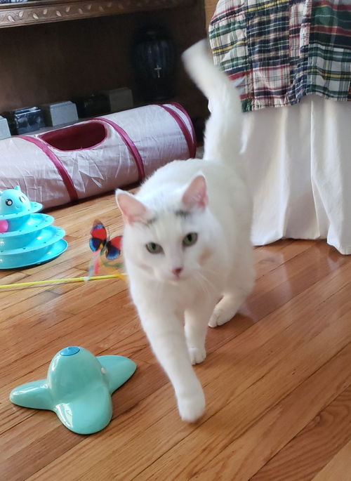 Lumi