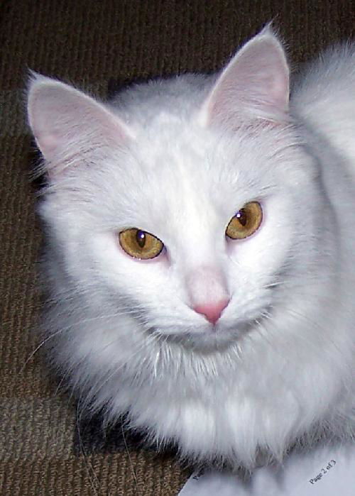 Lulu Hylan
