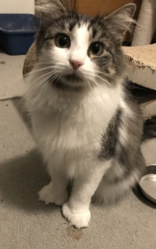 Fig