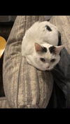 Bumkin