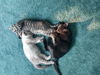 Pua