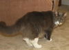 Buddy Bear