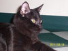 O'Malley