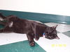 O'Malley