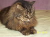 Nerissa