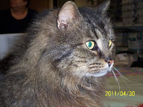 Nerissa