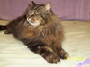 Nerissa