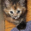 Kimba