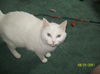 Lucy Ann