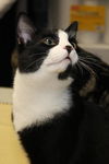 Spatz M