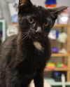 DiNozzo