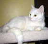 Yuki