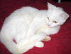 Yuki