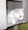 Yuki