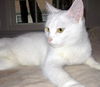Yuki
