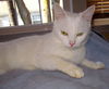 Yuki