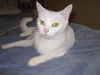 Yuki