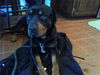 Luther Rottie