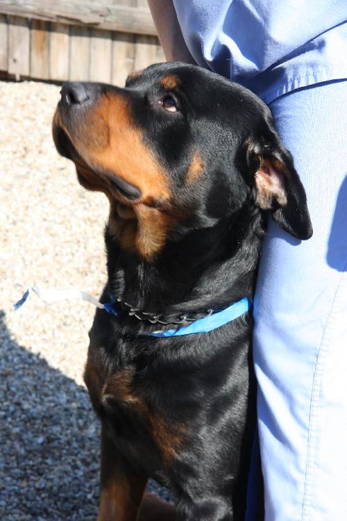 Luther Rottie