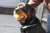 Luther Rottie