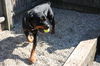 Luther Rottie