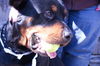 Luther Rottie