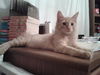 Ginger Snap (now Gino)