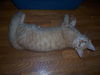 Ginger Snap (now Gino)