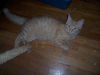 Ginger Snap (now Gino)