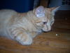 Ginger Snap (now Gino)