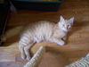 Ginger Snap (now Gino)