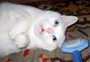 Billy Blue Eyes