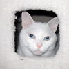 Billy Blue Eyes