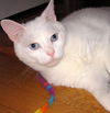 Billy Blue Eyes