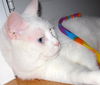 Billy Blue Eyes