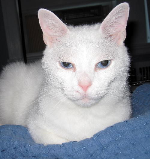 Billy Blue Eyes