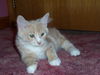 Little Pomp