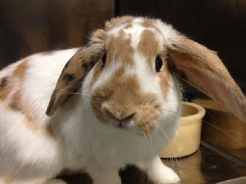 Lilo Bunny