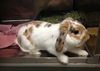 Lilo Bunny