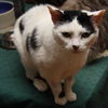 Wilhemina