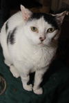 Wilhemina